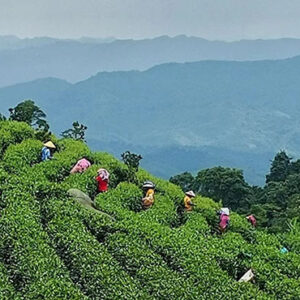 11-Day Ultimate Taiwan Tea Tour