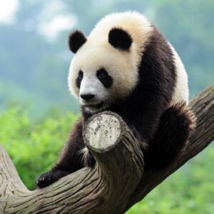 11-Day Beijing-Xi’an-Chengdu-Shanghai Luxury Tour