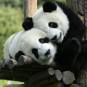 13-Day Beijing-Xi’an-Chengdu-Yangtze River-Shanghai Family Tour