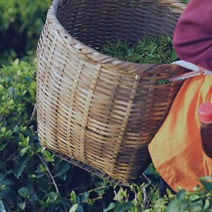7-Day Taiwan Tea Tour