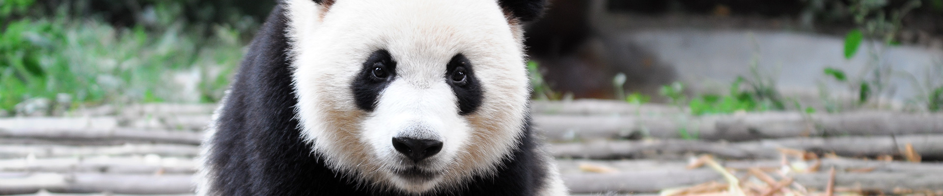 China Panda Tours