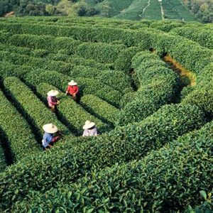 Day Tour of Hangzhou Natural Beauties