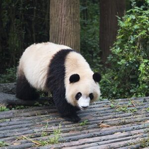 Dujiangyan Panda Base Day Tour from Chengdu