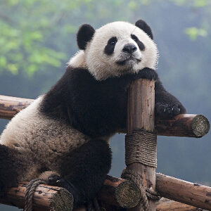 3-Day Chengdu Tour