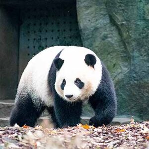 5-Day Xi’an-Chengdu Tour