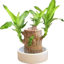 Lucky Brazil Wood Potted Plant With Plastic Pot, Healthy Indoor Live Lucky Brazilian Wood Plant for Living Room, Feng Shui Plant (Without Glass)